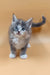 Baira | maine coon kitten