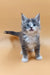 Baira | maine coon kitten