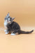 Baira | maine coon kitten