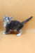 Baira | maine coon kitten