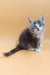 Baira | maine coon kitten