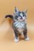Baira | maine coon kitten