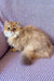 Fluffy golden Persian cat lounging with Baks British Longhair Kitten product