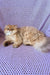 Fluffy golden Persian cat lounging next to Baks British Longhair Kitten product