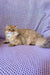 Golden Persian cat in Baks British Longhair Kitten product display