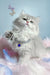 Balerina | scottish straight longhair kitten