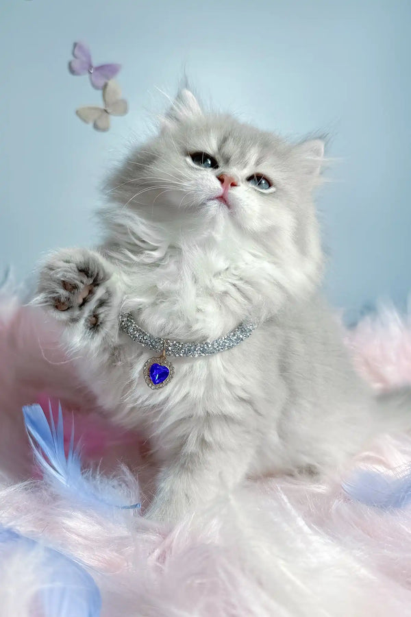 Balerina | scottish straight longhair kitten