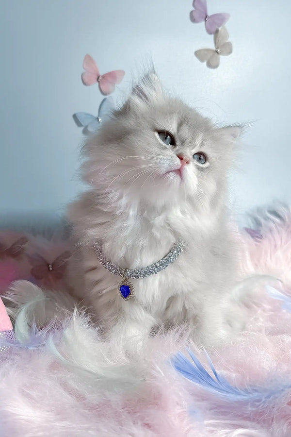 Balerina | scottish straight longhair kitten