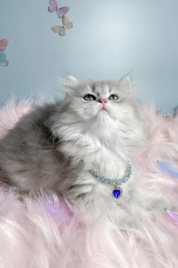 Balerina | scottish straight longhair kitten