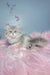 Balerina | scottish straight longhair kitten