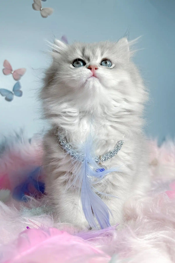 Balerina | scottish straight longhair kitten