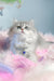 Balerina | scottish straight longhair kitten
