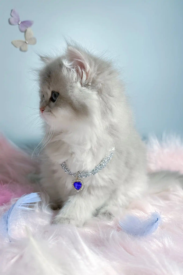 Balerina | scottish straight longhair kitten