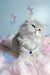 Balerina | scottish straight longhair kitten