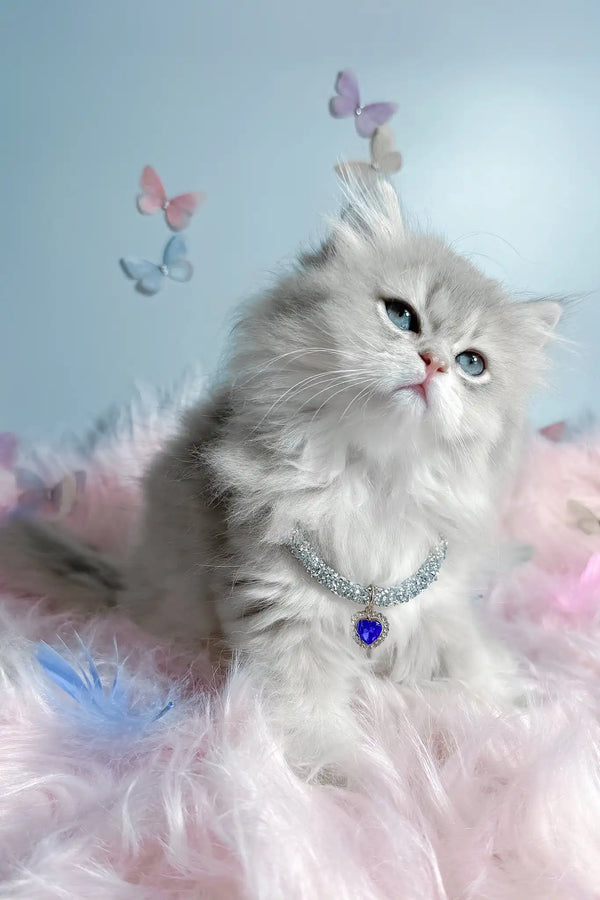 Balerina | scottish straight longhair kitten