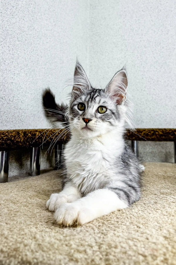 Gray and white tabby Maine Coon kitten Bali with alert eyes and pointed ears