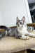 Gray and white tabby Maine Coon kitten lounging on carpet, Bali Maine Coon vibes