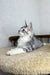 Gray and white Bali Maine Coon kitten lounging on cozy carpet surface