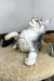 Adorable Bali Maine Coon Kitten stretching with mouth open, showcasing playful energy