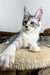 Silver tabby Maine Coon kitten Bali lounging with alert green eyes on a carpet