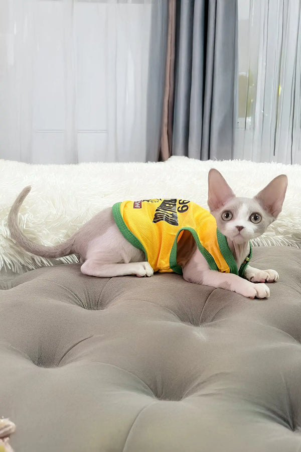 Baloo | devon rex kitten