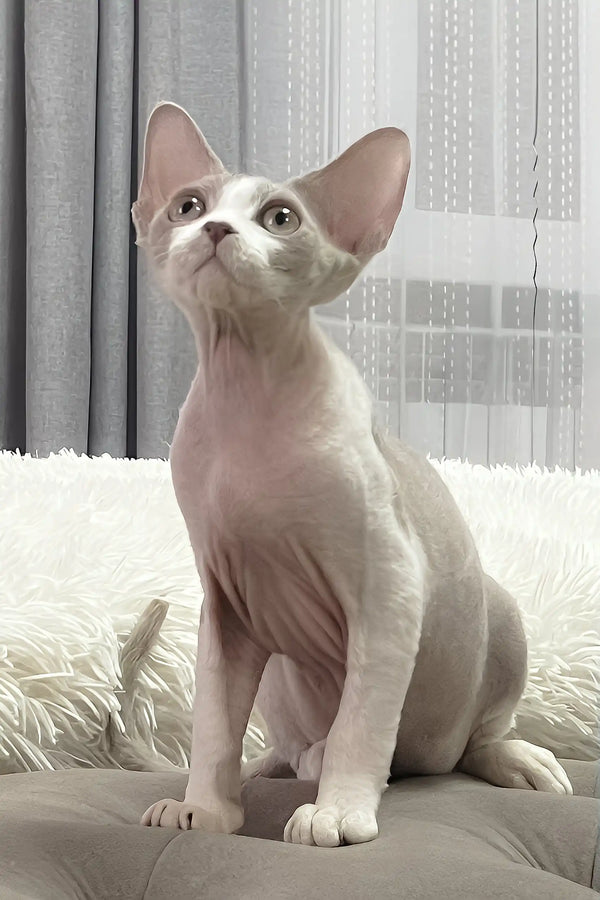 Baloo | devon rex kitten