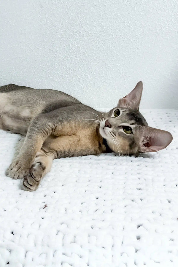 Baloo | oriental shorthair kitten