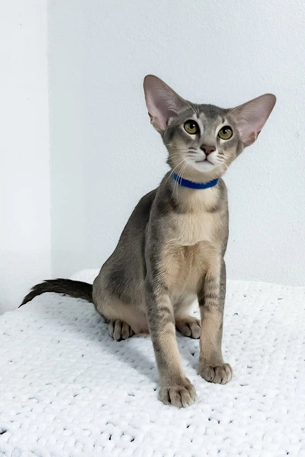 Baloo | oriental shorthair kitten
