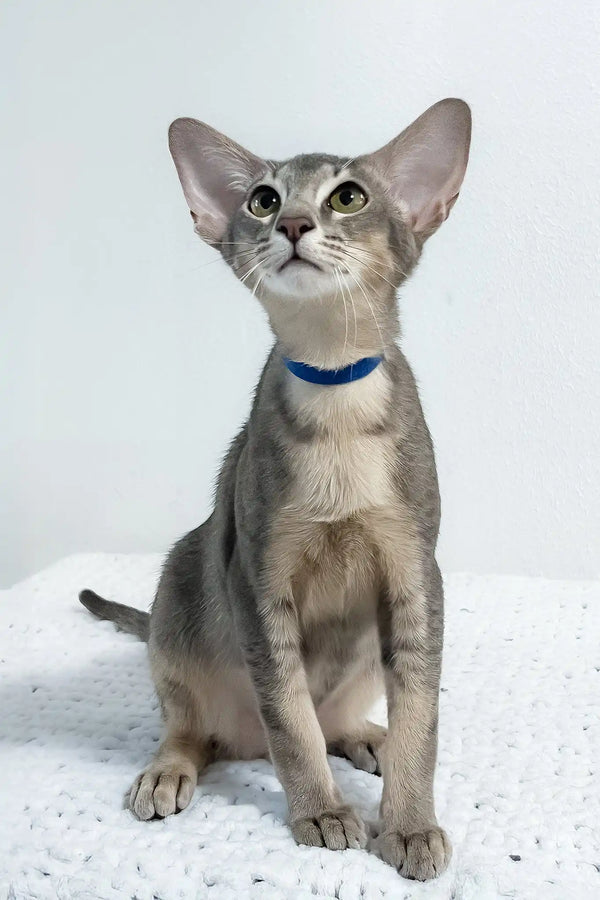 Baloo | oriental shorthair kitten