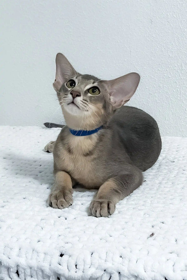 Baloo | oriental shorthair kitten