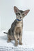 Baloo | oriental shorthair kitten