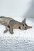 Baloo | oriental shorthair kitten