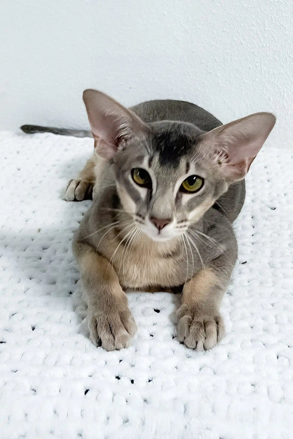 Baloo | oriental shorthair kitten