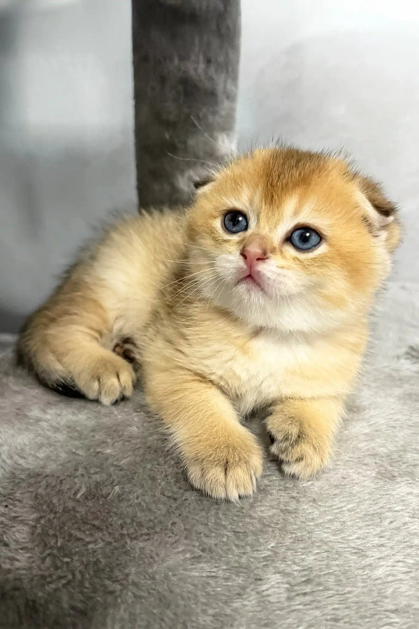 Bamble | scottish fold kitten