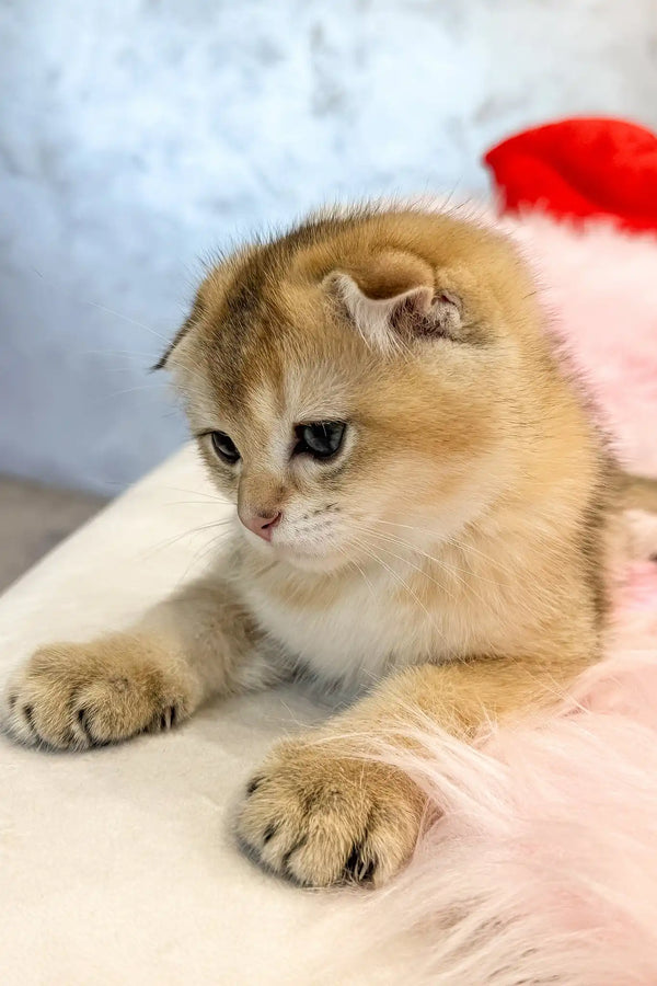 Bamble | scottish fold kitten