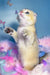 Bamble | scottish fold kitten