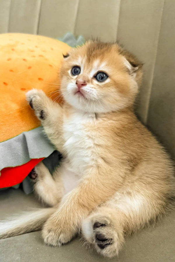 Bamble | scottish fold kitten