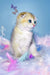 Bamble | scottish fold kitten