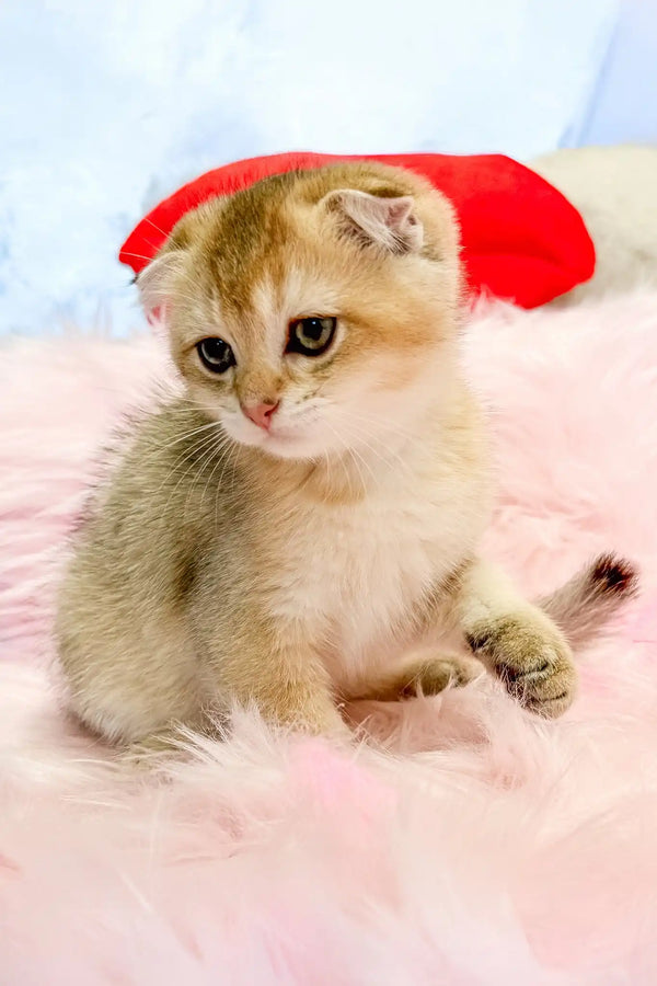Bamble | scottish fold kitten