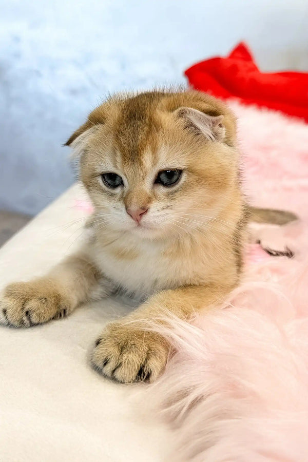 Bamble | scottish fold kitten