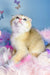 Bamble | scottish fold kitten