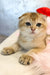 Bamble | scottish fold kitten