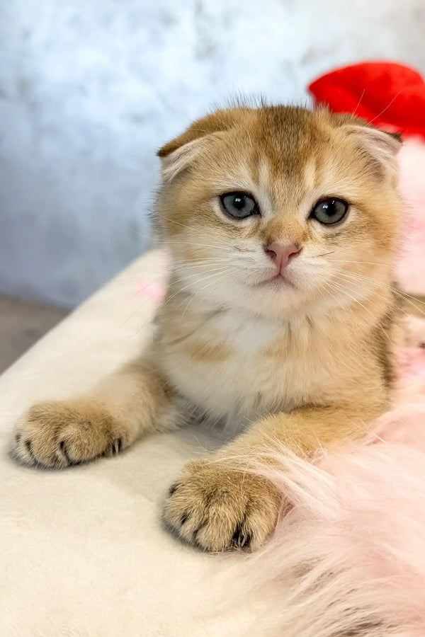 Bamble | scottish fold kitten
