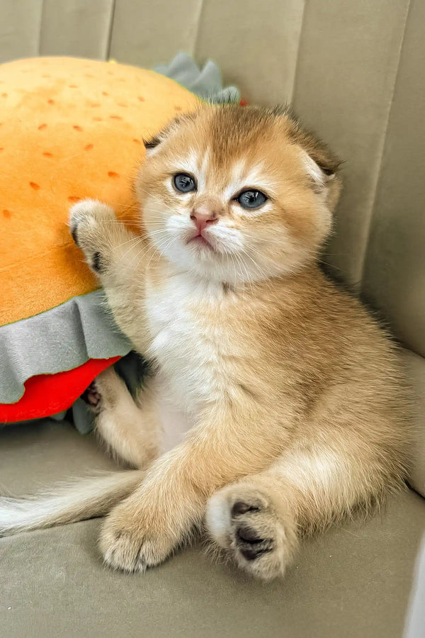 Bamble | scottish fold kitten