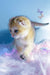 Bamble | scottish fold kitten