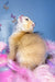 Bamble | scottish fold kitten