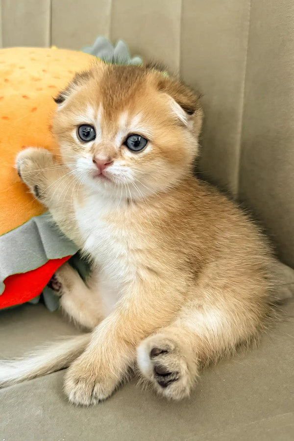 Bamble | scottish fold kitten