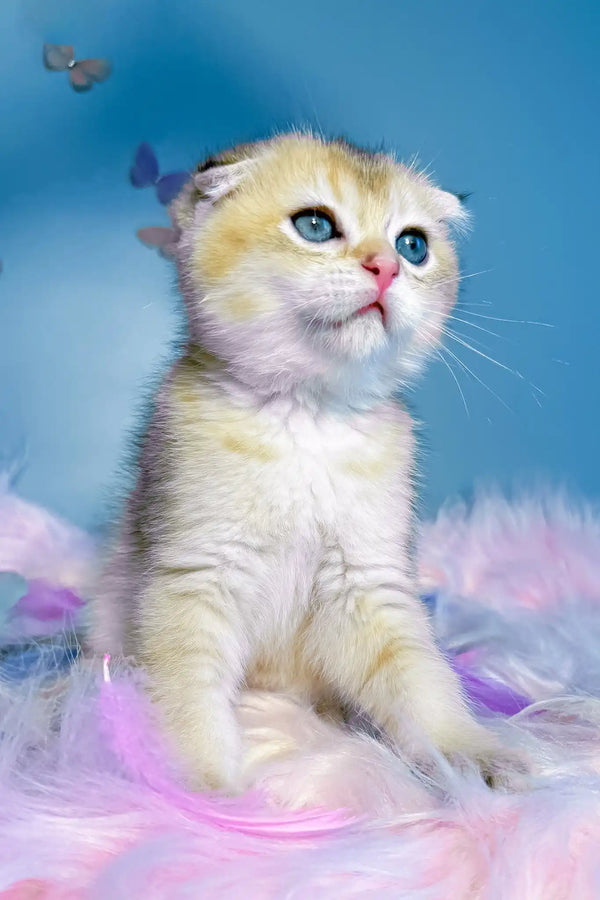 Bamble | scottish fold kitten