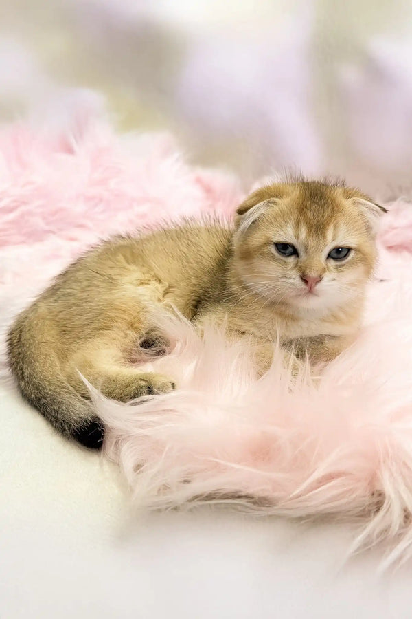 Bamble | scottish fold kitten