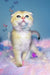 Bamble | scottish fold kitten